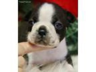 Boston Terrier Puppy for sale in Locust Grove, OK, USA