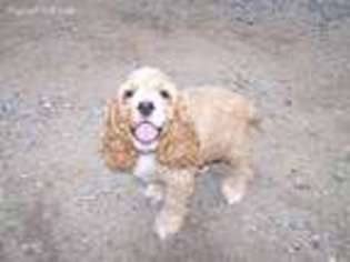 Cocker Spaniel Puppy for sale in Redding, CA, USA