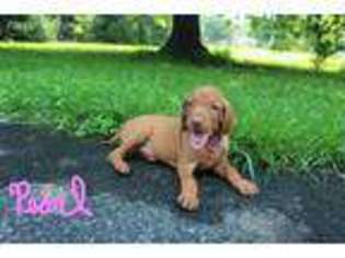 Vizsla Puppy for sale in Annville, PA, USA