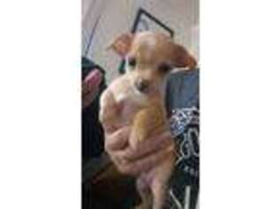 Chihuahua Puppy for sale in Chicago Ridge, IL, USA