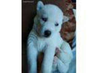 Siberian Husky Puppy for sale in Concord, VA, USA