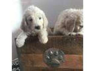 Goldendoodle Puppy for sale in Madison, SD, USA