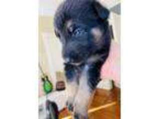 German Shepherd Dog Puppy for sale in Savannah, GA, USA