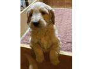 Goldendoodle Puppy for sale in Ceresco, MI, USA