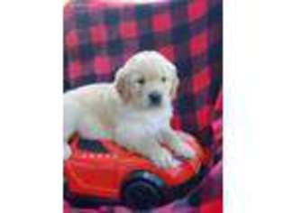 Golden Retriever Puppy for sale in Ashland, OH, USA