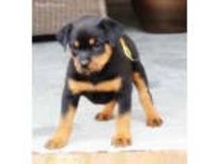 Rottweiler Puppy for sale in Fair Play, SC, USA