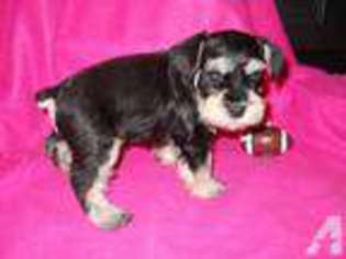Mutt Puppy for sale in AYER, MA, USA