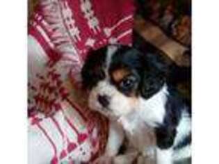 Cavalier King Charles Spaniel Puppy for sale in Afton, TN, USA