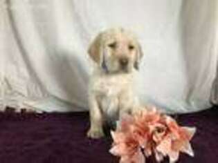 Labradoodle Puppy for sale in Clare, MI, USA