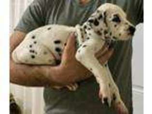 Dalmatian Puppy for sale in Miami, FL, USA