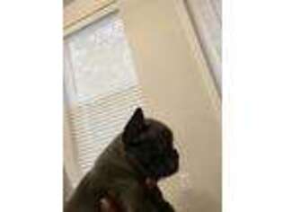 French Bulldog Puppy for sale in Chesterfield, VA, USA