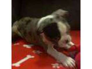 Boston Terrier Puppy for sale in Mansfield, MA, USA