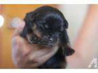 Rottweiler Puppy for sale in SANGER, CA, USA
