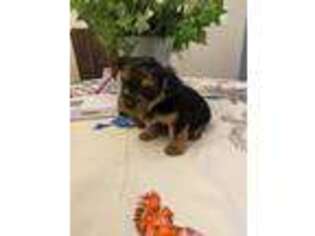 Yorkshire Terrier Puppy for sale in North Port, FL, USA