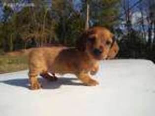 Dachshund Puppy for sale in Wooster, OH, USA
