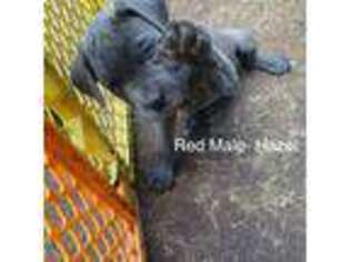 Cane Corso Puppy for sale in Gwinn, MI, USA
