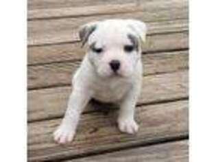American Bulldog Puppy for sale in Whitesville, KY, USA
