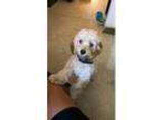 Cavachon Puppy for sale in Aliquippa, PA, USA
