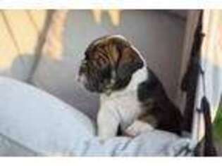 Bulldog Puppy for sale in Stanley, NY, USA