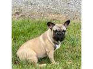 French Bulldog Puppy for sale in Nappanee, IN, USA