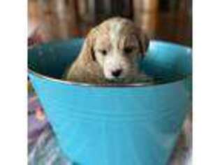 Goldendoodle Puppy for sale in Garrett, IN, USA