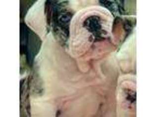 Bulldog Puppy for sale in Castle Rock, WA, USA