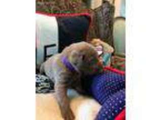 Labrador Retriever Puppy for sale in Arlington, TX, USA