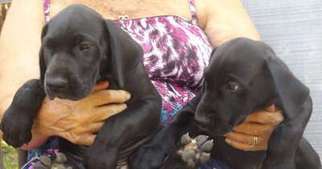 Great Dane Puppy for sale in Belleview, FL, USA