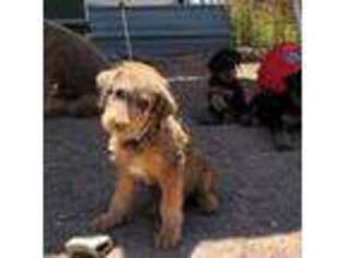 Airedale Terrier Puppy for sale in Mcintosh, NM, USA