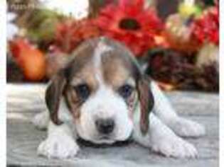 Beagle Puppy for sale in Belle, MO, USA