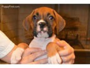 Boxer Puppy for sale in Cartersville, GA, USA