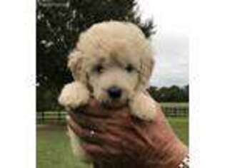 Labradoodle Puppy for sale in Groveton, TX, USA