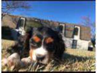 Cavalier King Charles Spaniel Puppy for sale in Arlington, TX, USA
