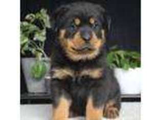 Rottweiler Puppy for sale in Augusta, WV, USA