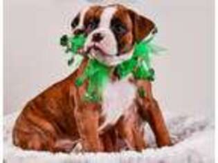 Boxer Puppy for sale in Eustis, FL, USA