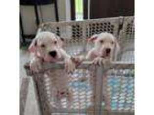 Dogo Argentino Puppy for sale in Amherst, MA, USA