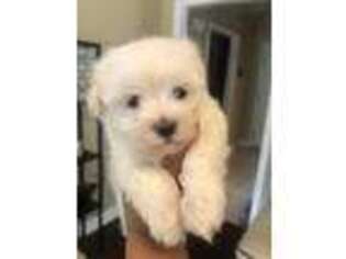 Maltese Puppy for sale in Hephzibah, GA, USA