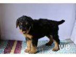 Airedale Terrier Puppy for sale in Malta, OH, USA