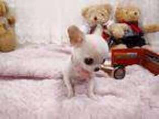 Chihuahua Puppy for sale in Alpharetta, GA, USA