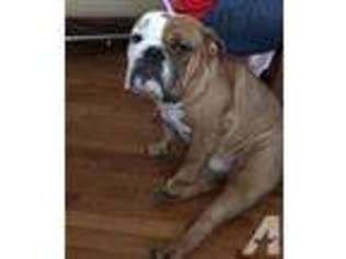 Bulldog Puppy for sale in DARNESTOWN, MD, USA