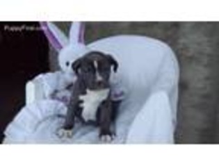 Olde English Bulldogge Puppy for sale in Grabill, IN, USA