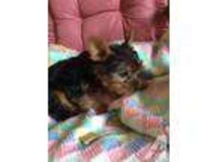 Yorkshire Terrier Puppy for sale in WALLER, TX, USA
