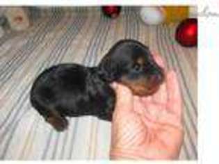 Dachshund Puppy for sale in Fort Worth, TX, USA