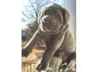 Cane Corso Puppy for sale in BOULDER, CO, USA