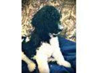 Mutt Puppy for sale in Spring, TX, USA