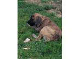 Mastiff Puppy for sale in Edgewood, IA, USA