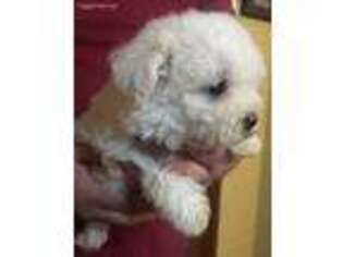 Mutt Puppy for sale in Virgilina, VA, USA