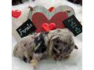 Mutt Puppy for sale in Clovis, NM, USA