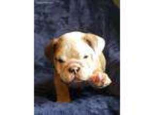 Bulldog Puppy for sale in Hunnewell, MO, USA