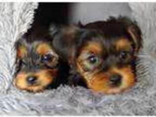 Yorkshire Terrier Puppy for sale in Elverson, PA, USA